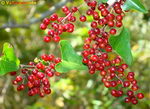 Common Smilax